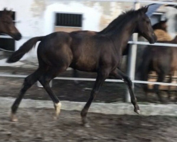 Dressurpferd Schwuppdiwupp GS (Österreichisches Warmblut, 2019, von Secret)