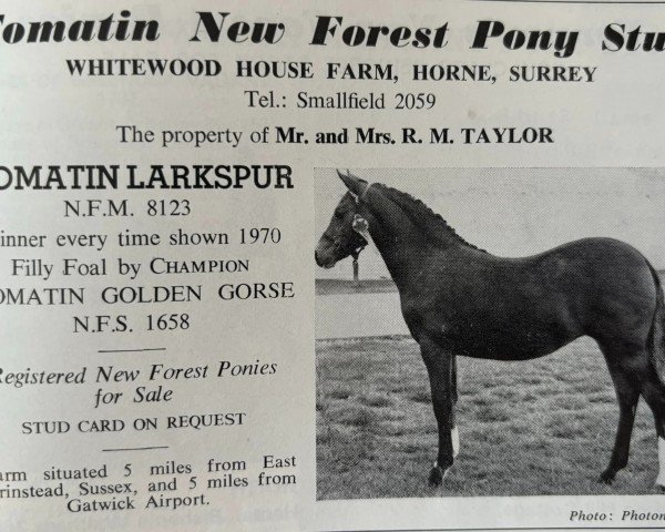 Zuchtstute Tomatin Larkspur (New-Forest-Pony, 1970, von Tomatin Golden Gorse)