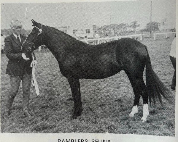 Zuchtstute Ramblers Selina (New-Forest-Pony, 1967, von Merrie Michael)
