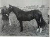 broodmare Ramblers Selina (New Forest Pony, 1967, from Merrie Michael)