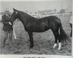 broodmare Ramblers Selina (New Forest Pony, 1967, from Merrie Michael)