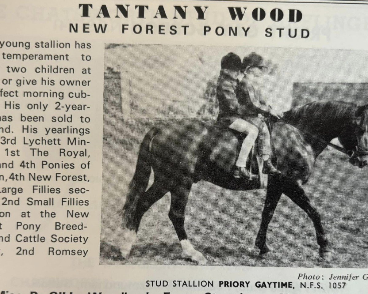 stallion Priory Gaytime (New Forest Pony, 1964, from Burton Starlight)
