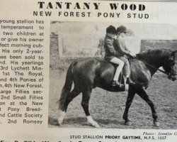 Deckhengst Priory Gaytime (New-Forest-Pony, 1964, von Burton Starlight)