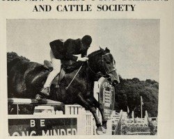 stallion Black Ribot (New Forest Pony, 1959, from Ribot)