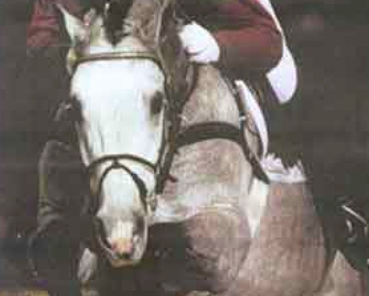 stallion Campione (Holsteiner, 1988, from Capitol I)