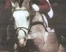 stallion Campione (Holsteiner, 1988, from Capitol I)