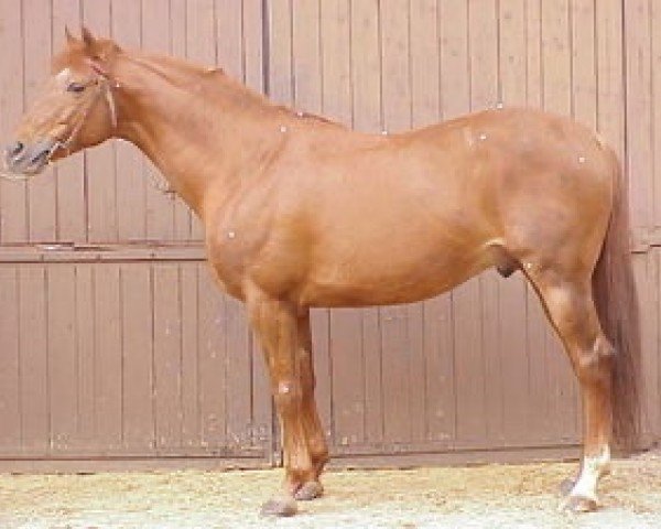 stallion Camargue du Luc (Selle Français, 1990, from Double Espoir)