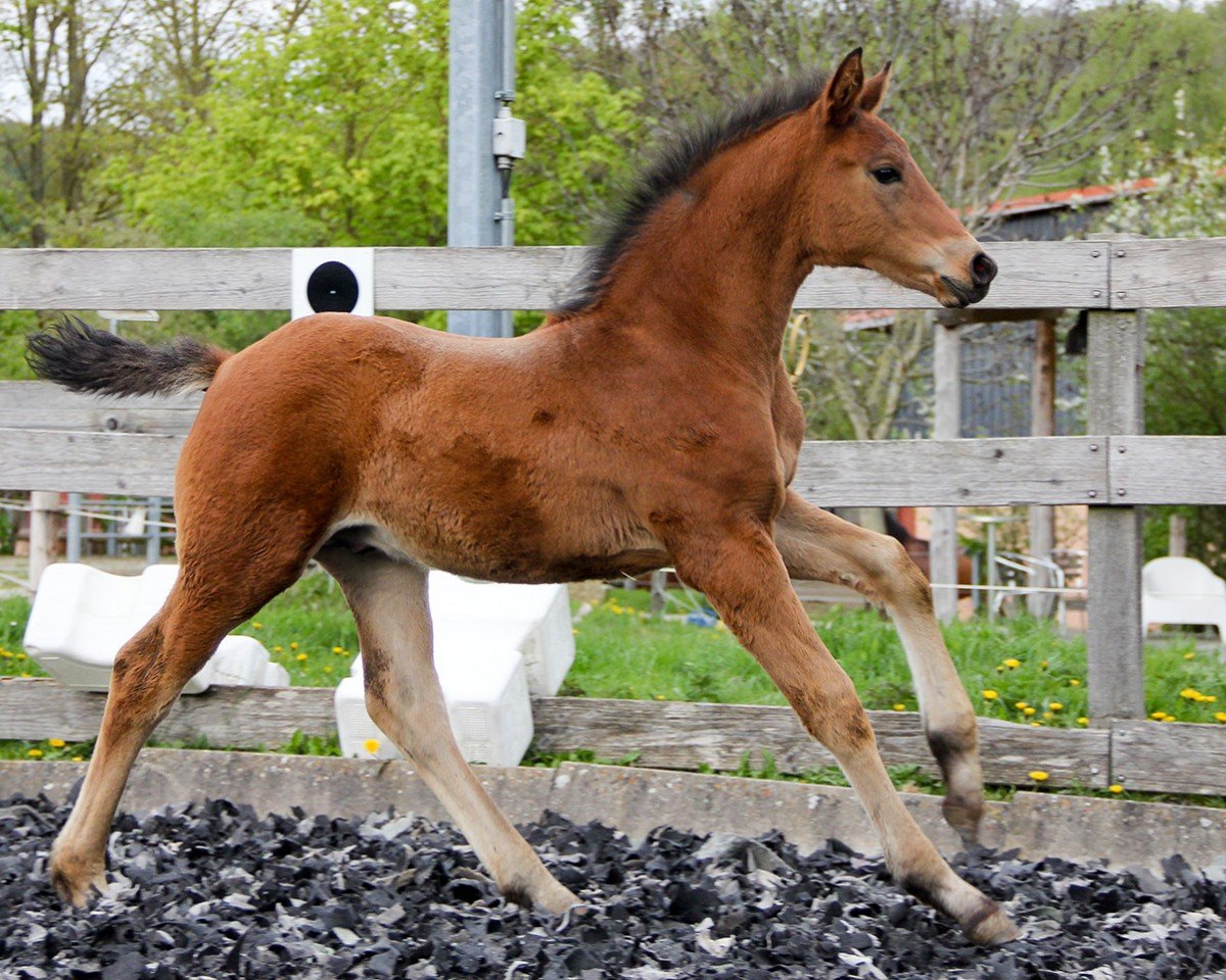 dressage horse Schokolino Santini S (Hanoverian, 2024, from Morricone)