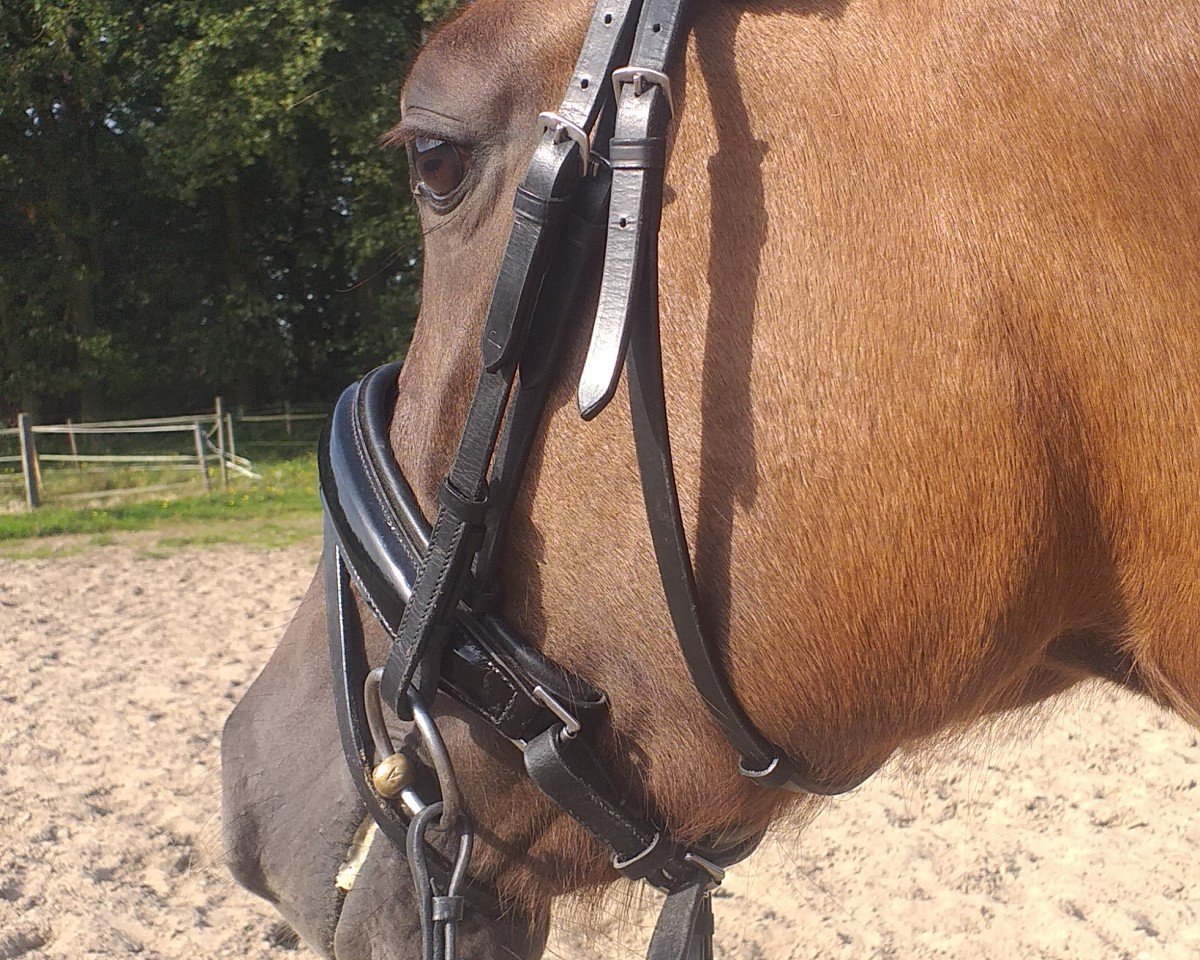 broodmare Dancing Mathilda CL (German Riding Pony, 2020, from Dance Star AT NRW)