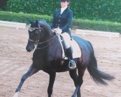 dressage horse Don Bonito (Hanoverian, 2002, from Donnerhall)