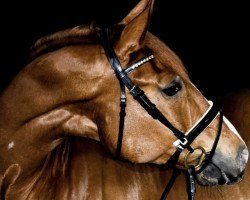 dressage horse First Day's Light (Oldenburg, 2010, from Fürst Romancier)