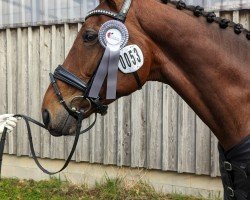 horse My little Cookie Brown (Hanoverian, 2017, from Millenium)