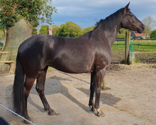 dressage horse Bonnie Black (Hanoverian, 2019, from Bon Coeur)