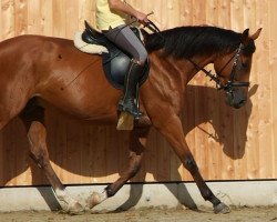 broodmare Victoria-Opera (Trakehner, 2001, from Peking Opera xx)