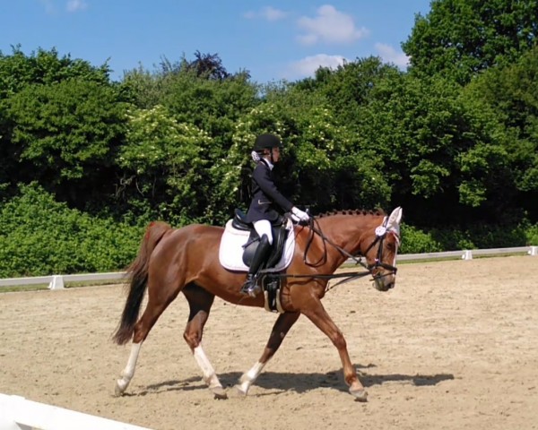 dressage horse Donna May 4 (German Riding Pony, 2009, from Stukhuster Ricardo Go For Gold)