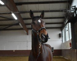 broodmare Queenie Gini (Hanoverian, 2013, from FRH Quaid)