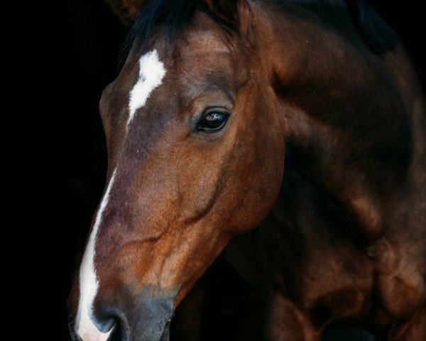 Springpferd MB's Bentley (Oldenburger Springpferd, 2008, von Blackstone I)