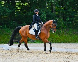 dressage horse Million Dollars (Hanoverian, 2011, from Royal Z I)