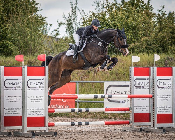 jumper Ciao Cacao (German Sport Horse, 2019, from Chapeau Ciaco)
