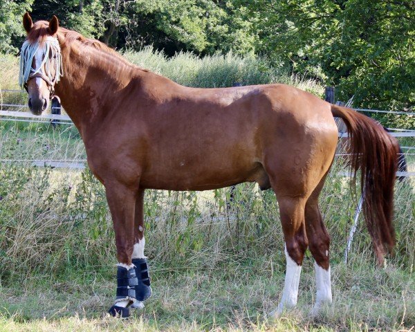 dressage horse Belvedere L (Oldenburg, 2017, from Ballantines)