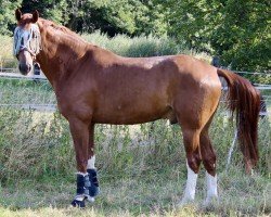 dressage horse Belvedere L (Oldenburg, 2017, from Ballantines)