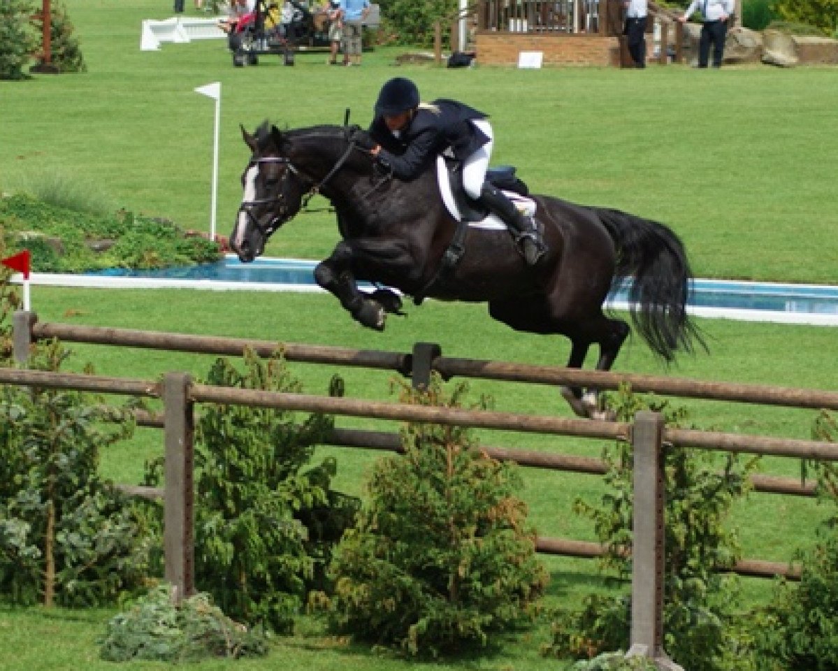 stallion Unbelievable Darco (Belgian Warmblood, 1997, from Darco)