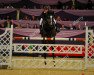 jumper Gemmarco 16 (anglo european sporthorse, 2009, from Unbelievable Darco)