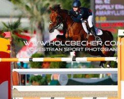 jumper Amaryllis van de Heffink (Belgian Warmblood, 2000, from Fuego du Prelet)