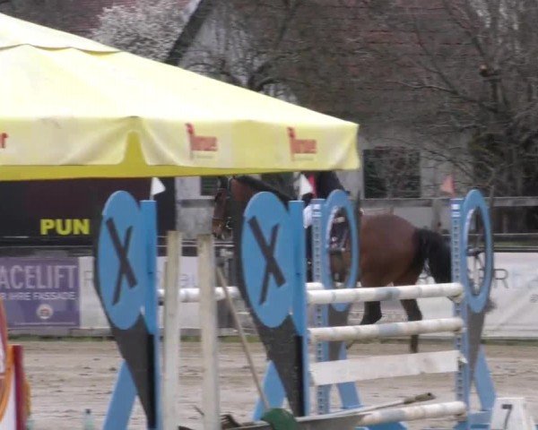 Reitturnier Gniebing-Feldbach 2022