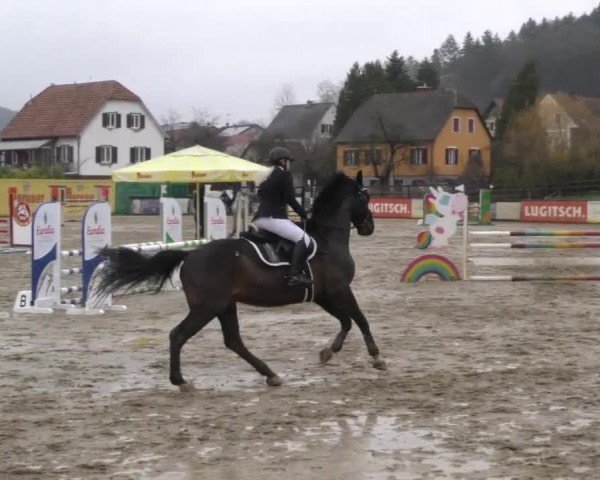Reitturnier Gniebing-Feldbach 2022