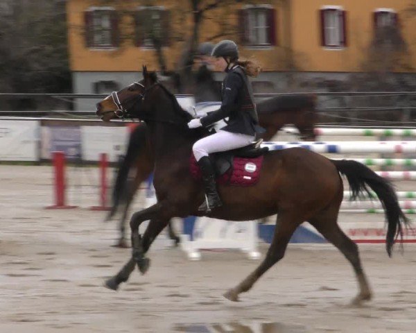 Reitturnier Gniebing-Feldbach 2022