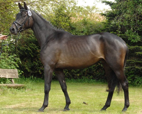 broodmare Prima Donna TL (Trakehner, 2009, from Occacio)