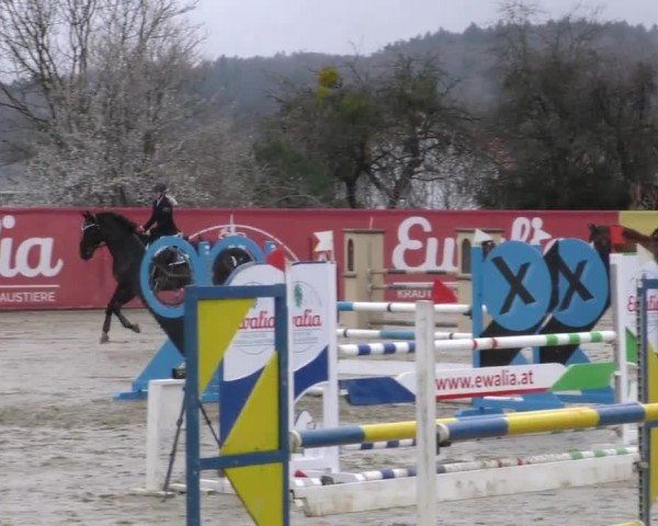 Reitturnier Gniebing-Feldbach 2022