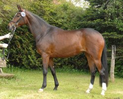 dressage horse Amaraska (Trakehner, 2009, from Oliver Twist)