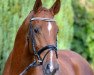 dressage horse Derano (Hanoverian, 2011, from Desperados FRH)