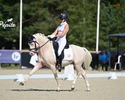 stallion Dream in Cream (German Riding Pony, 2018, from Dressed in Gold 3)