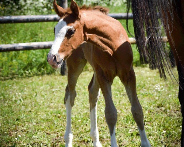 Fohlen von ONEFIFTEEN CHOC MT (Französisches Pony, 2024, von Fs Numero Uno)