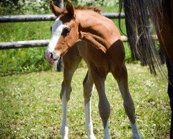 foal by Onefifteen Choc MT (French Pony, 2024, from Fs Numero Uno)