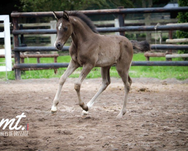 Fohlen von ONE DREAM CHOC MT (Französisches Pony, 2024, von Viersen K)