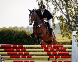 jumper Champino 5 (German Sport Horse, 2009, from Champion For Pleasure)