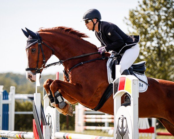 jumper Charly 1561 (Oldenburg show jumper, 2010, from Chap 47)