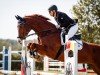 jumper Charly 1561 (Oldenburg show jumper, 2010, from Chap 47)