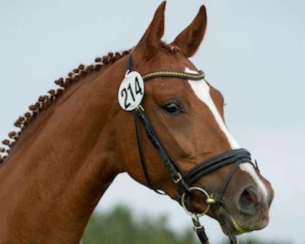 horse Schöne Schwalbe (Trakehner, 2010, from Connery)