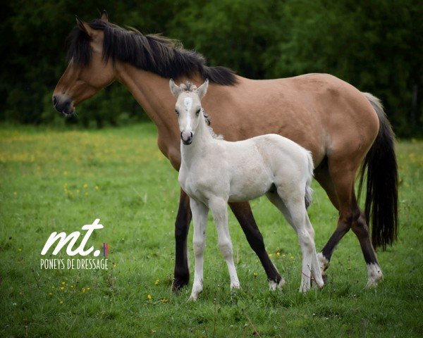 foal by OSLO DELIGHT MT (French Pony, 2024, from Gold Garant)