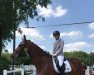 dressage horse Quinto 89 (Oldenburg, 2011, from Quattro B)