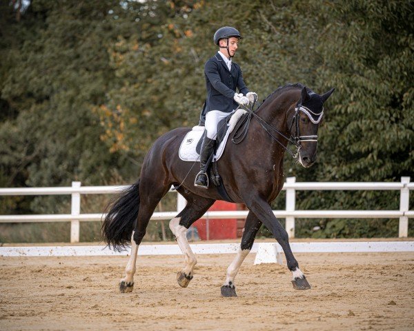 dressage horse Wolkentanz S (unknown, 2013, from Joeri)