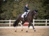 dressage horse Wolkentanz S (unknown, 2013, from Joeri)