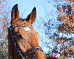 Springpferd Cazador (Deutsches Sportpferd, 2016, von Cazaan)