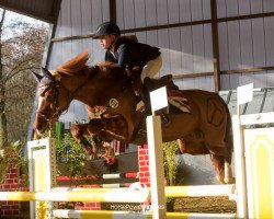 Springpferd Mercedes (Deutsches Reitpony, 2003, von Mentos)