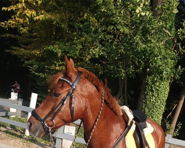 dressage horse Dubai (unknown, 2006)